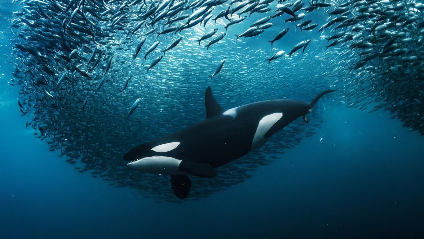 Entra en vigor acuerdo de la ONU para proteger la biodiversidad marina en aguas internacionales