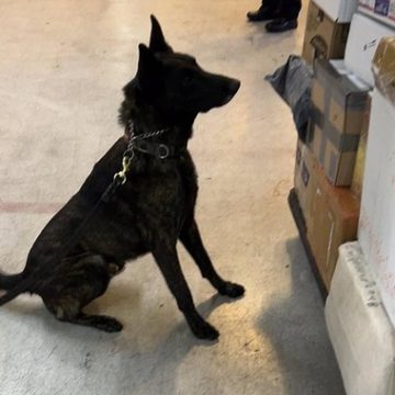 Aseguran en el AICM fentanilo de origen asiático valuado en 20 mdd