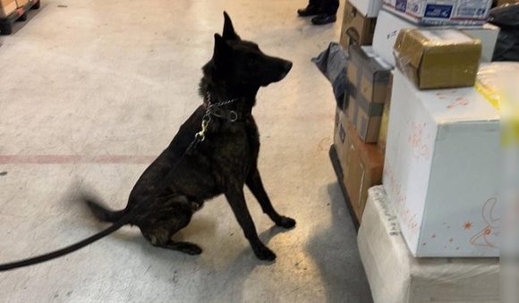 Aseguran droga AICM Aseguran en el AICM fentanilo de origen asiático valuado en 20 mdd