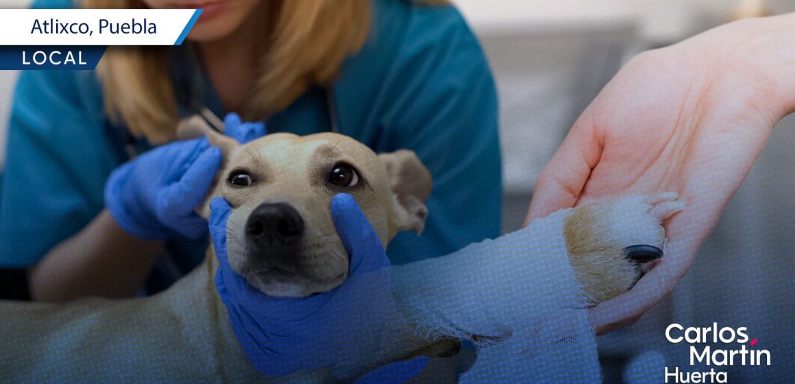 Portada Atlixco refuerza el cuidado de las mascotas Guía de servicios veterinarios gratis en colonias CMH Atlixco refuerza el cuidado de las mascotas: Guía de servicios veterinarios gratis en colonias