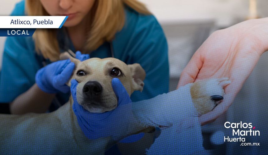 Atlixco refuerza el cuidado de las mascotas: Guía de servicios veterinarios gratis en colonias