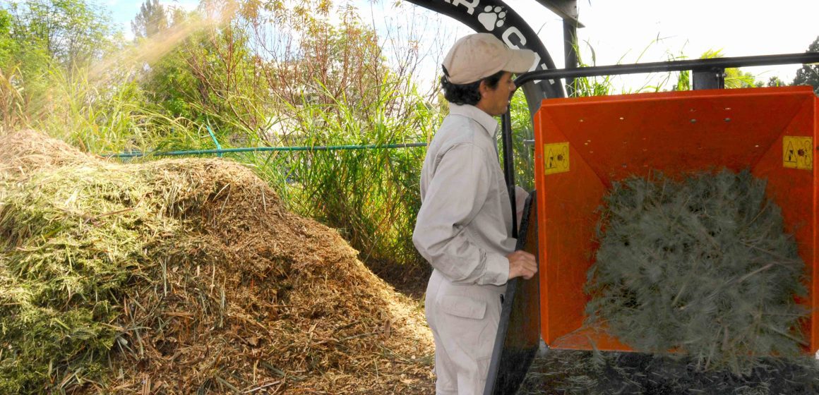 ¡Recicla tu Navidad! El Jardín Botánico de la BUAP transforma árboles en composta