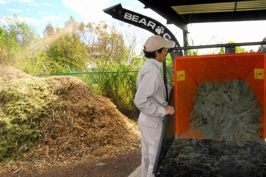 ¡Recicla tu Navidad! El Jardín Botánico de la BUAP transforma árboles en composta