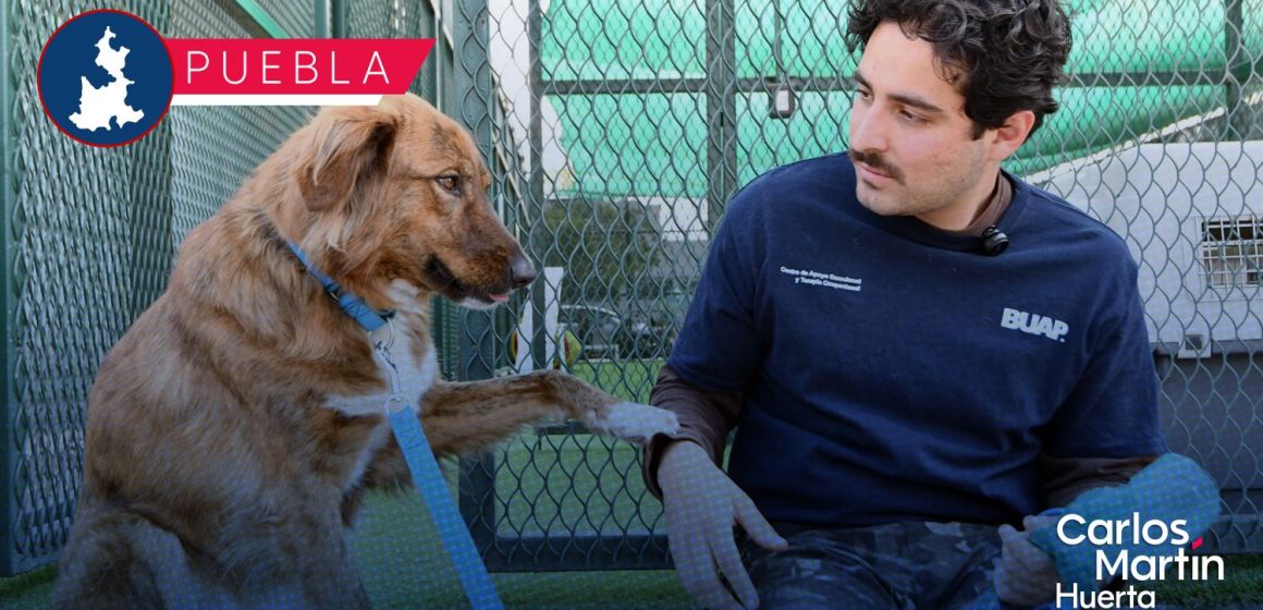 CAETO BUAP, un espacio que preserva el bienestar de sus coterapeutas caninos