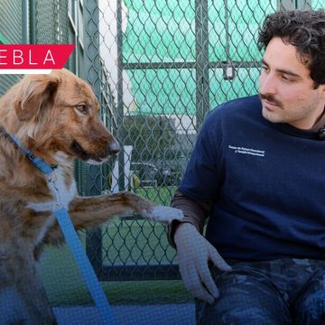 CAETO BUAP CAETO BUAP, un espacio que preserva el bienestar de sus coterapeutas caninos