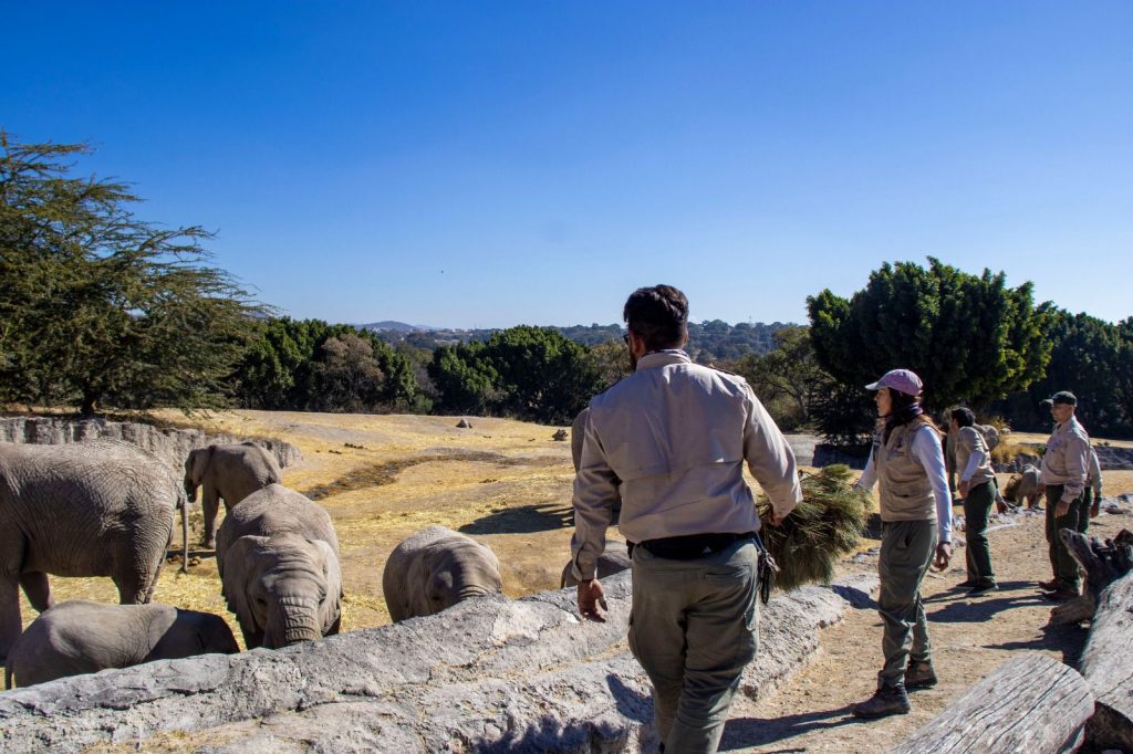 Campana Verde Navidad 2026 Asi puedes reciclar tu arbol navideno en Puebla 3