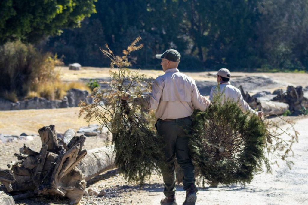 Campaña Verde Navidad 2026 Así puedes reciclar tu árbol navideño en Puebla