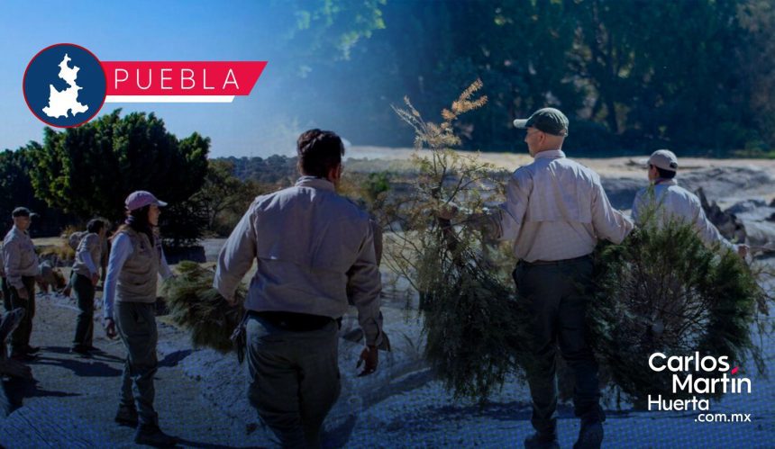Campaña Verde Navidad 2026: Así puedes reciclar tu árbol navideño en Puebla