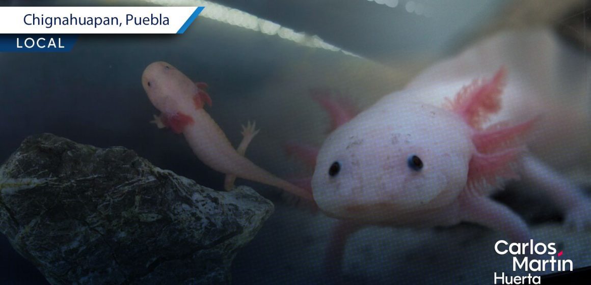 Chignahuapan se prepara para celebrar el Día Nacional del Ajolote 2026 Chignahuapan se prepara para celebrar el Día Nacional del Ajolote 2026