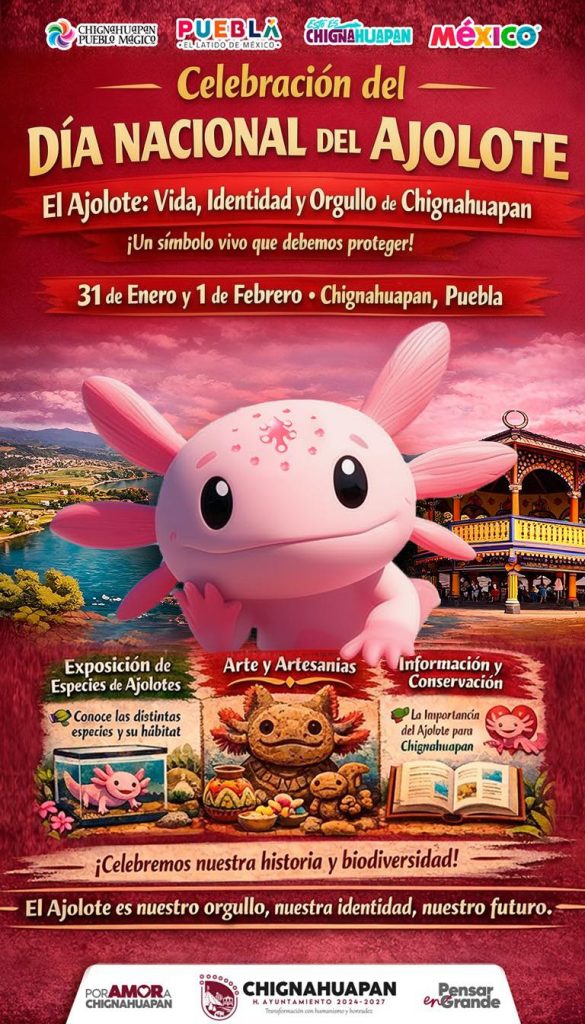 Chignahuapan se prepara para celebrar el Día Nacional del Ajolote 2026 1 Chignahuapan se prepara para celebrar el Día Nacional del Ajolote 2026
