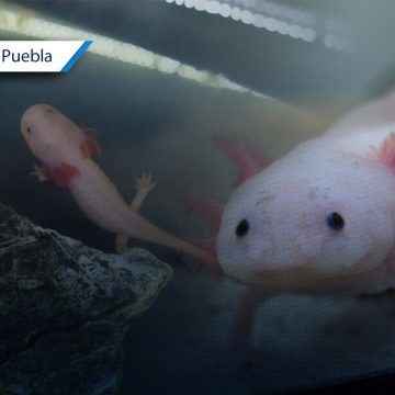 Chignahuapan se prepara para celebrar el Día Nacional del Ajolote 2026