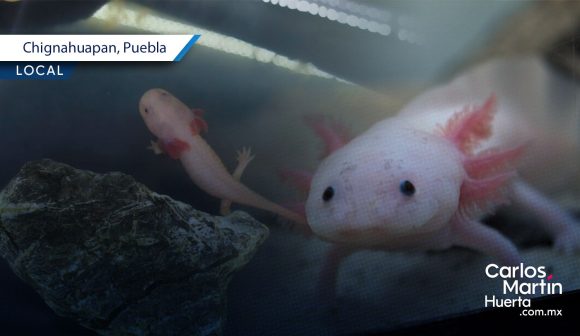 Chignahuapan se prepara para celebrar el Día Nacional del Ajolote 2026