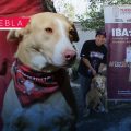 IBA fortalece la campaña “Adopta, No Compres”