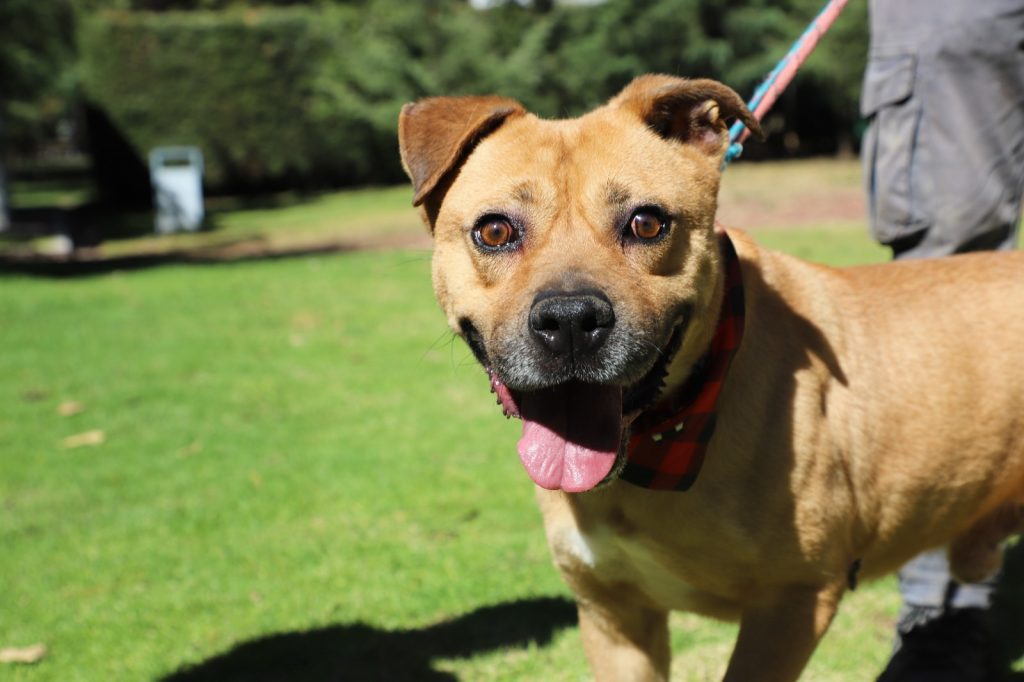 IBA fortalece la campaña “Adopta, No Compres”