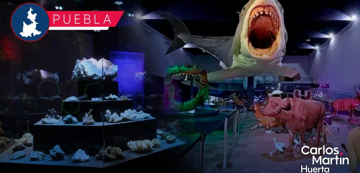 Museo de la Evolución alberga más de 600 piezas en su colección científica