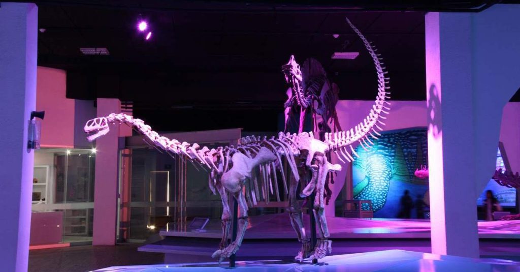 Museo de la Evolución alberga más de 600 piezas en su colección científica