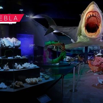 Museo de la Evolución alberga más de 600 piezas en su colección científica