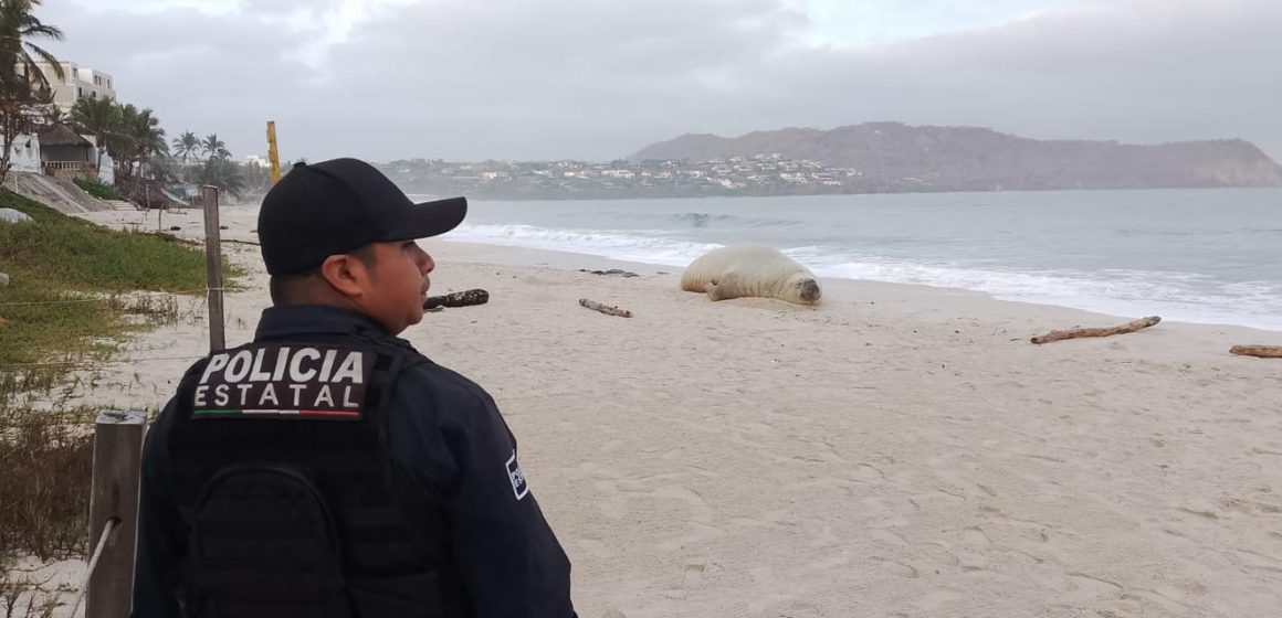 “Panchito”, el elefante marino, se muda de playa y continúa su recorrido por Nayarit