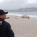 “Panchito”, el elefante marino, se muda de playa y continúa su recorrido por Nayarit
