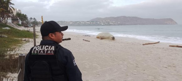 “Panchito”, el elefante marino, se muda de playa y continúa su recorrido por Nayarit