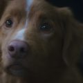El perro Indy gana el premio a Mejor Actuación de Terror en los Premios Astra 2026