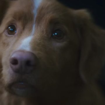 Perro Indy - Premios Astra El perro Indy gana el premio a Mejor Actuación de Terror en los Premios Astra 2026