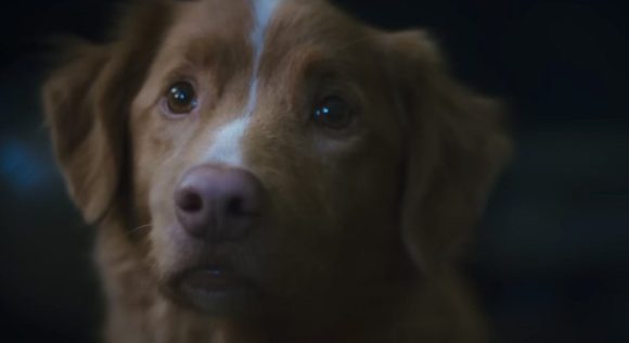 El perro Indy gana el premio a Mejor Actuación de Terror en los Premios Astra 2026