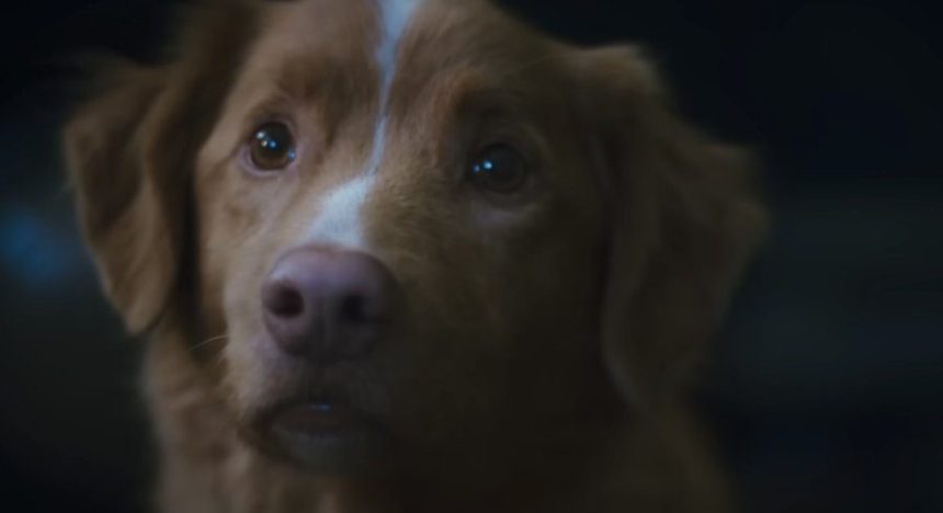 El perro Indy gana el premio a Mejor Actuación de Terror en los Premios Astra 2026