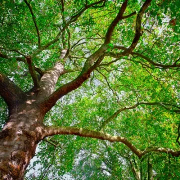 Puebla investiga tala ilegal en Calzada Ignacio Zaragoza; gobierno reitera cero tolerancia al daño ambiental