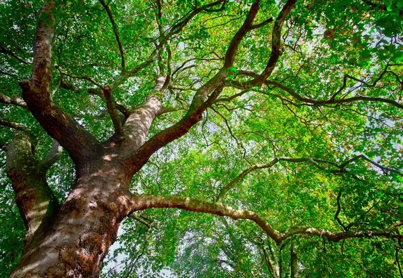 Puebla Capital anuncia meta ambiental con la plantación de 100 mil árboles para 2026 3 Puebla investiga tala ilegal en Calzada Ignacio Zaragoza; gobierno reitera cero tolerancia al daño ambiental