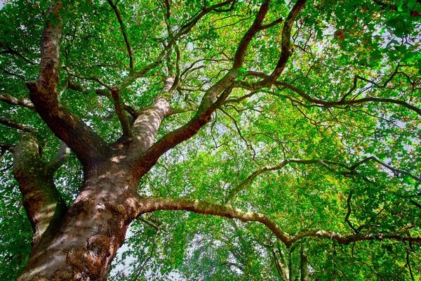 Puebla Capital anuncia meta ambiental con la plantacion de 100 mil arboles para 2026 3