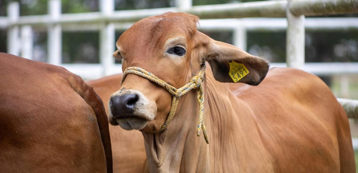 Puebla refuerza control contra gusano barrenador del ganado
