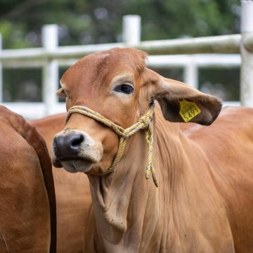 Puebla refuerza control contra gusano barrenador del ganado