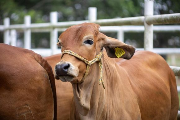 Puebla refuerza control contra gusano barrenador del ganado