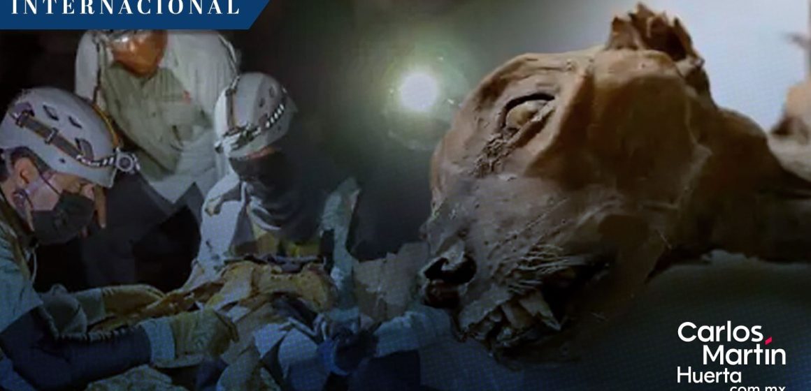 ¡Histórico! Descubren guepardo momificado de más de 2 mil años de antigüedad en Arabia Saudita