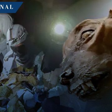 ¡Histórico! Descubren guepardo momificado de más de 2 mil años de antigüedad en Arabia Saudita