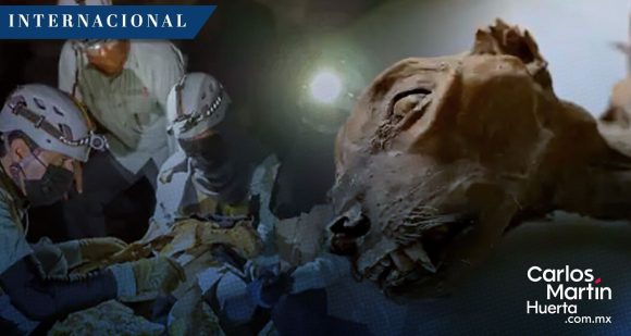 ¡Histórico! Descubren guepardo momificado de más de 2 mil años de antigüedad en Arabia Saudita