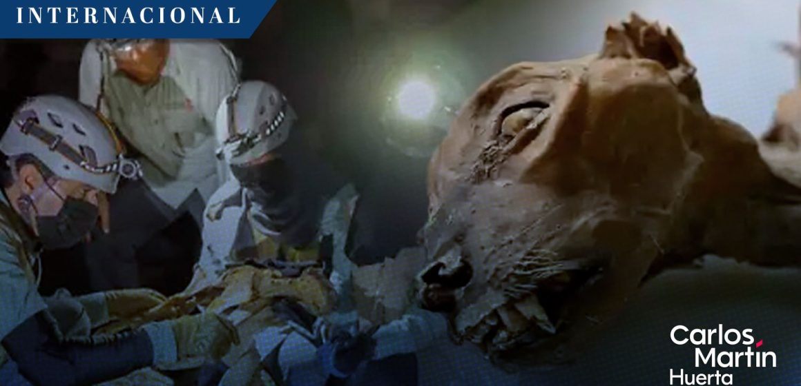 ¡Histórico! Descubren guepardo momificado de más de 2 mil años de antigüedad en Arabia Saudita