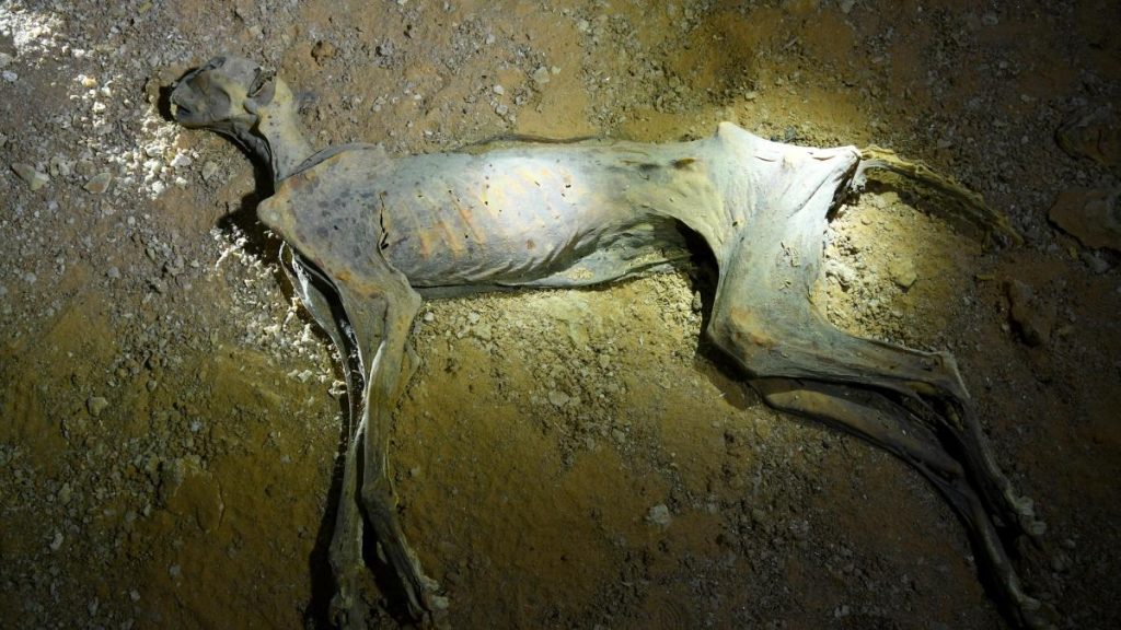 ¡Histórico! Descubren guepardo momificado de más de 2 mil años de antigüedad en Arabia Saudita