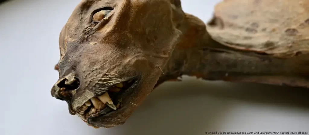 ¡Historico Descubren guepardo momificado de mas de 2 mil anos de antiguedad en Arabia Saudita 3