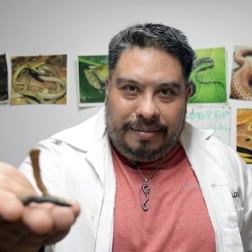 A_NuevaEspecie Investigador BUAP descubre una nueva especie de serpiente endémica de Puebla