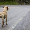 Crueldad en las vías de Atlixco: Alertan por aumento de perros abandonados en carreteras