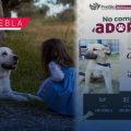 Adopción de perros en Puebla: Conoce cómo adoptar a tu nuevo mejor amigo en la Estancia de Amalucan