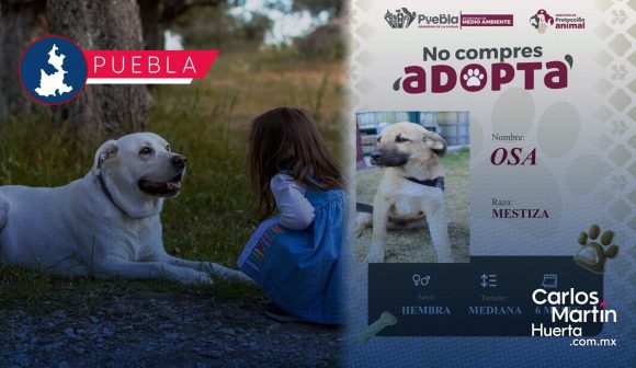 Adopción de perros en Puebla: Conoce cómo adoptar a tu nuevo mejor amigo en la Estancia de Amalucan