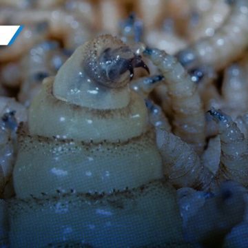 Alerta sanitaria en la Mixteca: Detectan caso de gusano barrenador en Jolalpan