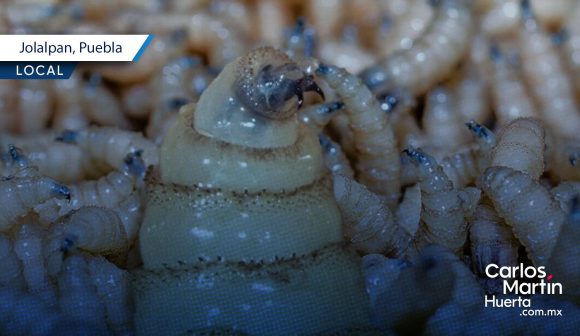 Alerta sanitaria en la Mixteca: Detectan caso de gusano barrenador en Jolalpan