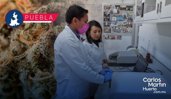Investigadores de la BUAP estudian cannabinoides para tratar la epilepsia