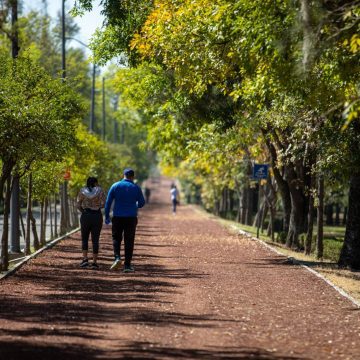 Cablebús en Puebla: plan ambiental prevé 10 mil árboles nuevos tras reubicación de 746