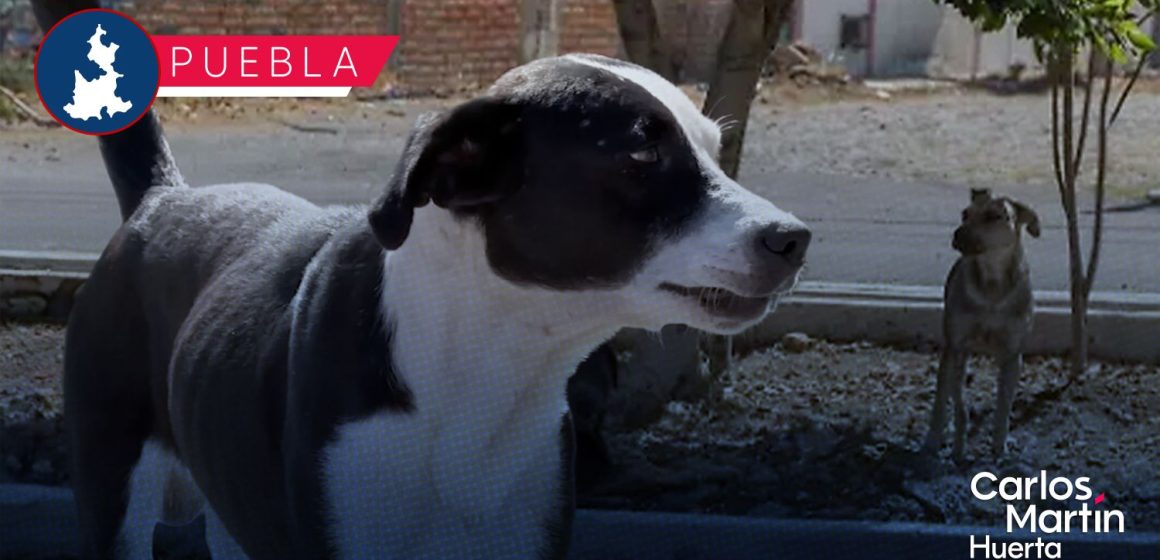 Cero tolerancia al maltrato animal: impulsa IBA tenencia responsable