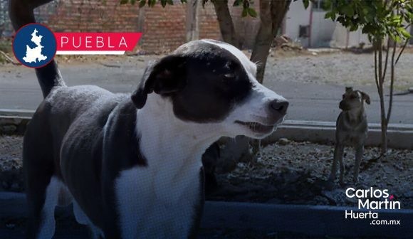 Cero tolerancia al maltrato animal: impulsa IBA tenencia responsable